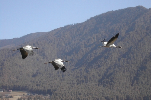 Cranes_in_Bhutan01.jpg