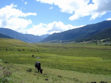 Cranes_in_Bhutan05.jpg