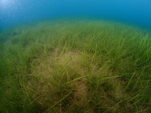 Blue Carbon Trends and Initiatives in Japan