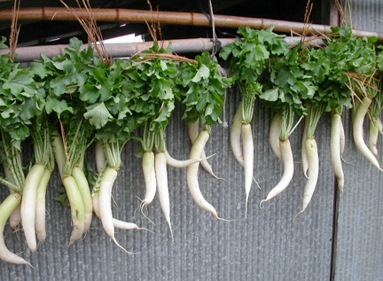 Dancing white radish, waiting for being pickled (Photograph: Naoki Shiomi)