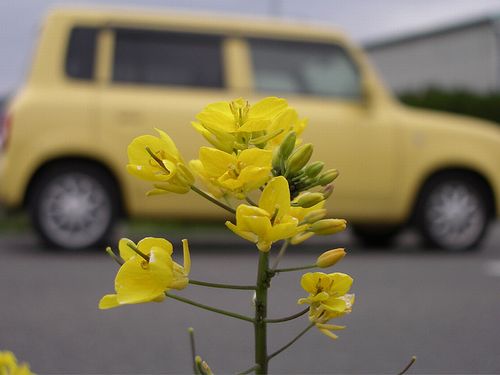 地域の「資源循環サイクル」づくりを目指す「菜の花プロジェクト」