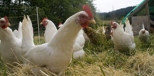 米ウォルマート、2025年までに鶏卵サプライチェーンのケージフリー化へ