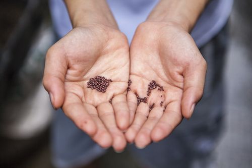 植物の種（たね）を保存してシェアできるオンラインスペース「グローバル・シード・ネットワーク」